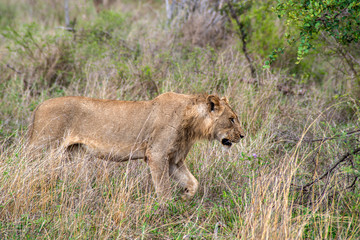 African Lion © Marcin Kumorek