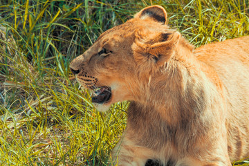 Close-up portrait of a 8 month old male lion (Panthera leo) with growing mane lying in the grass near Cullinan, South Africa