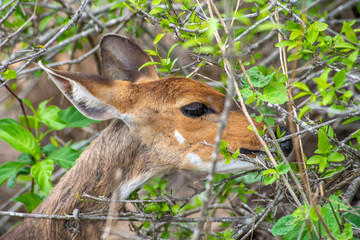 Impala Kruger National Park © Marcin Kumorek