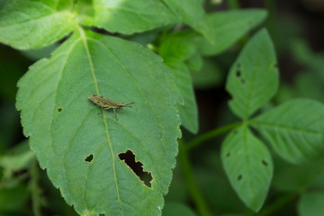 Javanese grasshopper on leaf