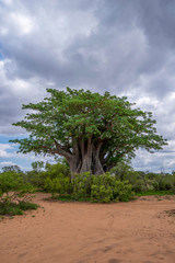 Baobab Kruger National PArk - obrazy, fototapety, plakaty