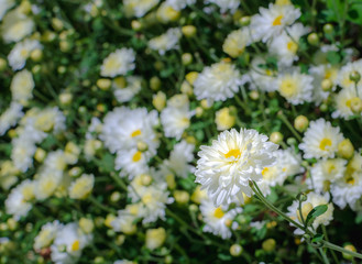White chrysanthemum flower in plantation field for making chinese herbal medicine.