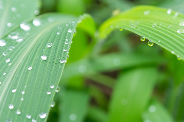 Naklejka premium Rain drops on green leaf