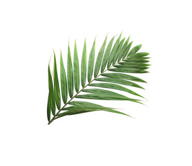 Obraz premium tropical nature green palm leaf isolated pattern background