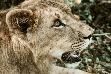 Close-up portrait of a 8 month old male lion (Panthera leo) with growing mane lying in the shadow in the wilderness near Cullinan, South Africa