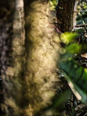 Taking photo of the bokeh lights from plants.