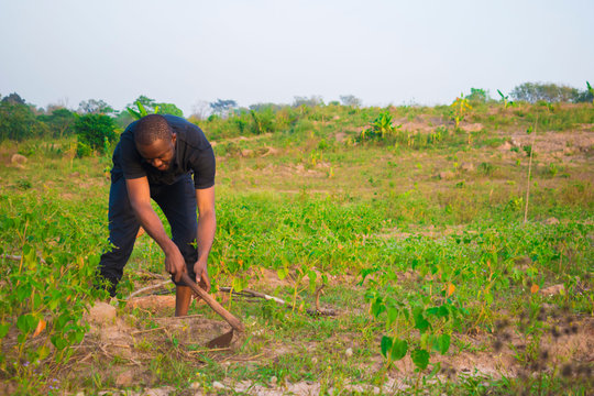 Young Handsome Black Farmer Working On His Farmland