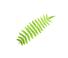tropical ornamental foliage, fern leaf tree background