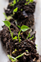 Young plant in soil