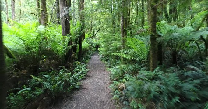 Walking through a Jungle Trail, Australia