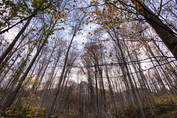 Fototapeta premium Mountains trough autumn forest landscape