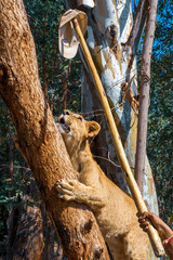 Fototapeta na wymiar Woman teasing a 8 month old junior lion (Panthera leo) with a cap on a stick and provokes it to climb the tree - Cullinan, South Africa