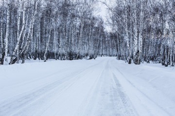 Snowy road in a winter birch forest