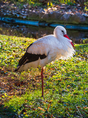 Stork in the park in nature