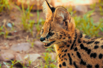Obraz na płótnie Canvas Close-up portrait of a 2 month old serval kitten (Leptailurus serval) near Cullinan, South Africa