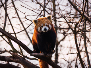 brown panda in nature in the park