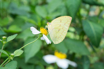 Yellowish butterfly on flower
