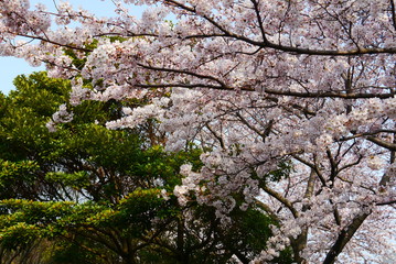 closeup of blooming cherry blossoms in front of clear blue sky, spring in South Korea	