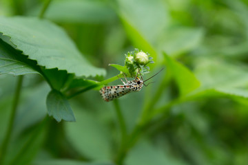 Fototapeta premium Utetheisa pulchelloides, the heliotrope moth butterfly