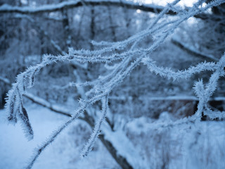 Close up shot of ice crystals on a frozen branch in a winter forest. the crystals cover the branch...