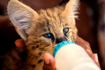 Close-up portrait of a 2 month old serval kitten (Leptailurus serval) being fed with a milk bottle at a breeding station near Cullinan, South Africa