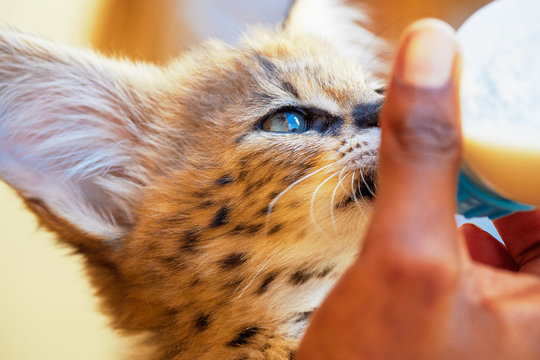 Close-up portrait of a 2 month old serval kitten (Leptailurus serval) being fed with a milk bottle at a breeding station near Cullinan, South Africa