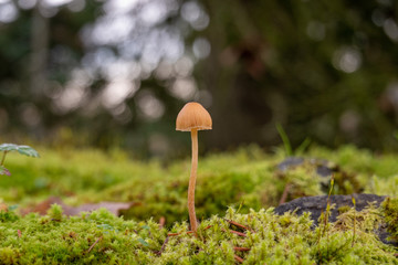 Mushroom