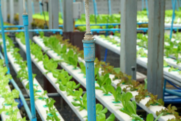 Many Organic Fresh Green Hydroponics vegetables or Soilless Culture at Hydroponics vegetables cultivation farm - Is popularly used to make vegetables salad - Modern farming