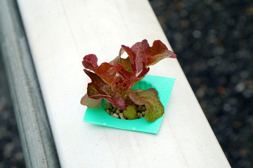 Closeup Red Organic Fresh Hydroponics vegetables or Soilless Culture at Hydroponics vegetables cultivation farm - Is popularly used to make vegetables salad - Modern farming
