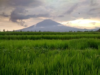 Fototapeta premium green field rice and blue sky