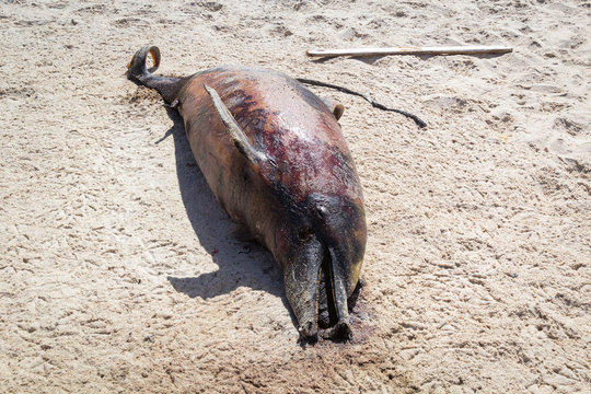 Stranded dead dolphin with black skin and bloated body