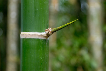 Details of a giant bamboo forest in Costa Rica