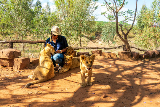 African woman crouching on the ground and playing with 4 month old lion cubs (Panthera leo) - Colin's Horseback Africa near Cullinan, South Africa