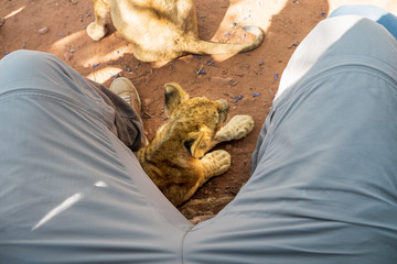 4 month old lion cub (Panthera leo) lying on the ground in the shadow underneath the legs of a tourist at a breeding station - Cullinan, South Africa