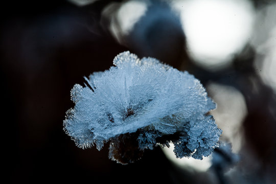 Eisrose