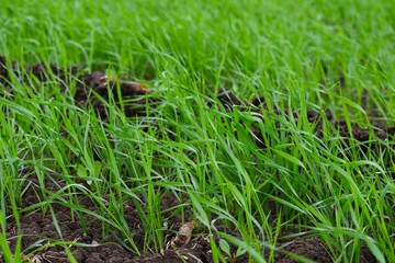 Sprouts of garlic in a field 