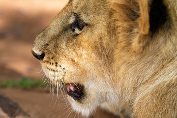 Close-up portrait of a 4 month old lion cub (Panthera leo) in the wilderness near Cullinan, South Africa