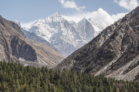 Gangotri National Sanctuary, Uttarakhand, India, snow covered Bhagirathi group in the backdrop of dense himalaya cedar forests