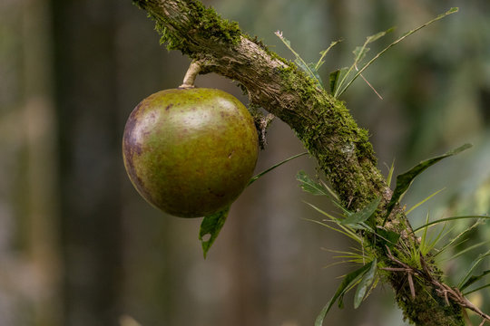 Mature gourd on a tree, Costa Rica