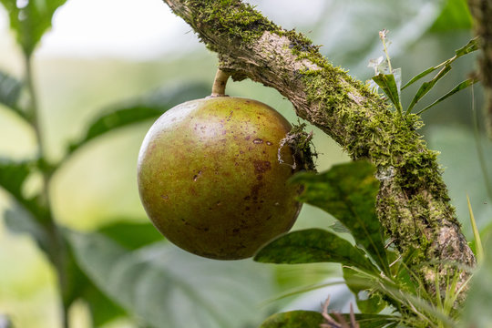 Mature gourd on a tree, Costa Rica