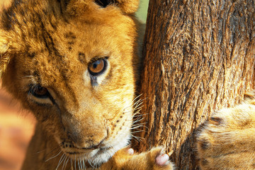 Close-up portrait of a curiously looking 4 month old lion cub (Panthera leo) climbing on a tree...