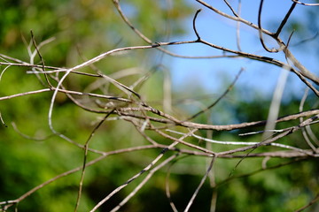 barbed wire on background of green grass