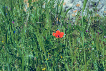 Landscape nature- red poppy