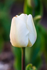 A close up of a tulip bud, with a shallow depth of field