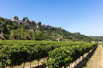 Fototapeta na wymiar Vinyard in the Luberon, Provence, Southern France