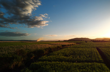 Sugar cane Aerial