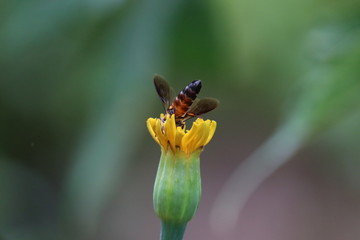 close up Honey bee and marigold flower