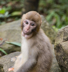 Naklejka premium Monkey at the background, the Zhangjiajie National Forest Park, China