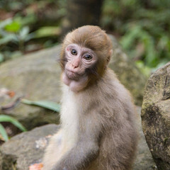  Monkey  at the background, the Zhangjiajie National Forest Park, China