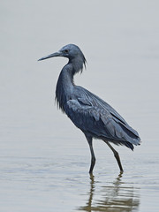 Black heron (Egretta ardesiaca)